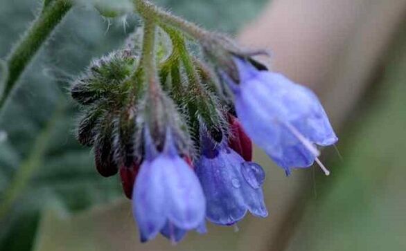 Medicinal comfrey for treating varicose veins