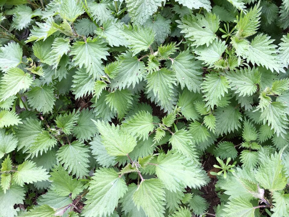 Nettle for varicose veins